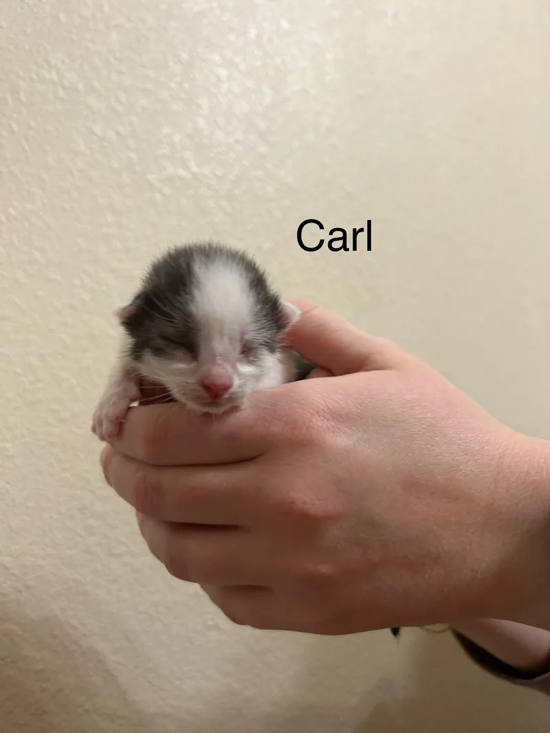 A baby small-sized male Domestic Short Hair cat named Carl for adoption in Davidson, NC
