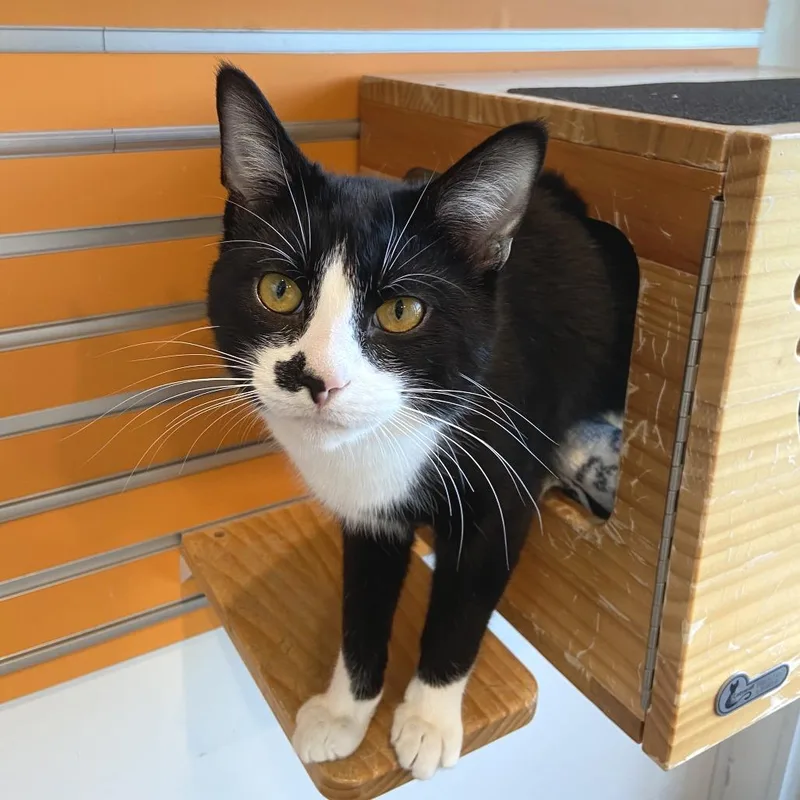 A young large-sized male Black Domestic Short Hair cat named Sylvester for adoption in Washington Township, OH