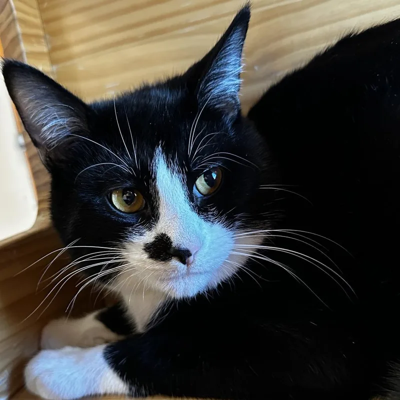 Sylvester thumbnail 3