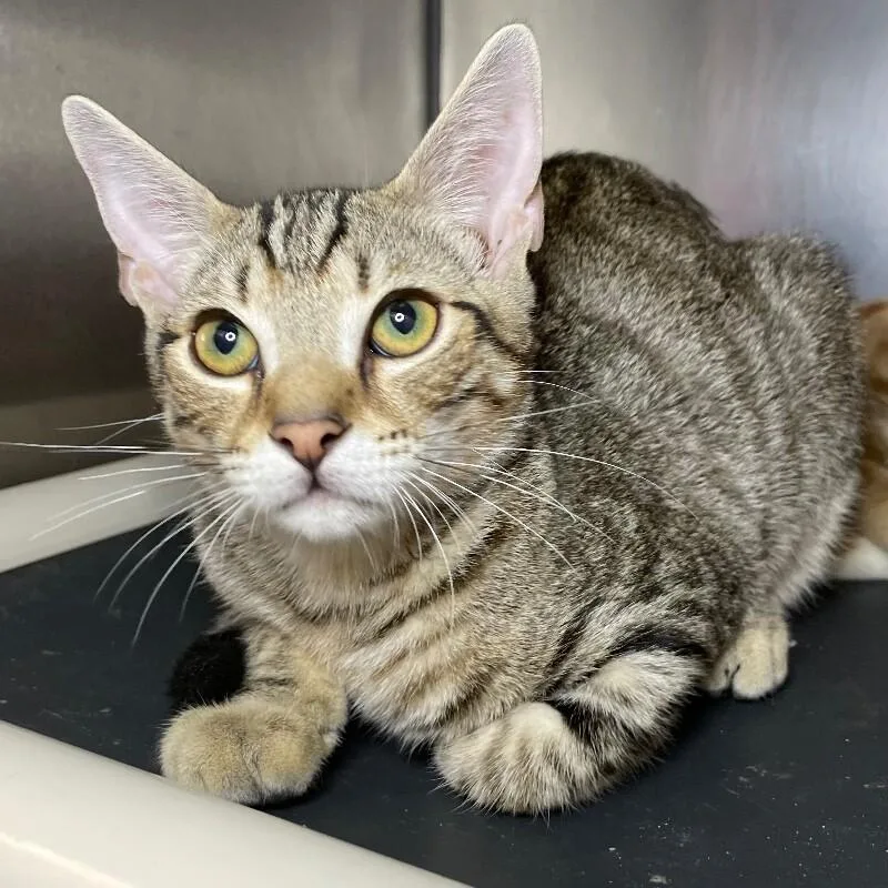 A young medium-sized male Domestic Short Hair cat named Tyler for adoption in Roanoke, VA
