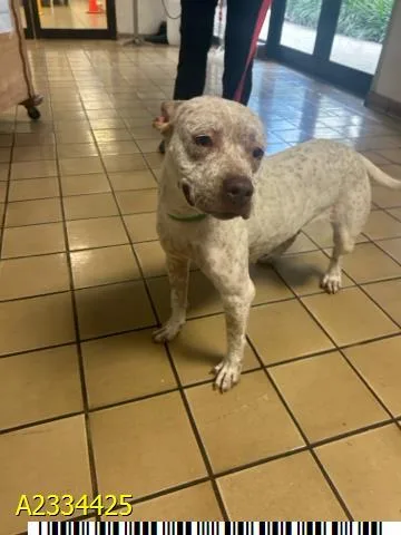 An adult medium-sized female Mixed Breed dog named Pie for adoption in West Palm Beach, FL