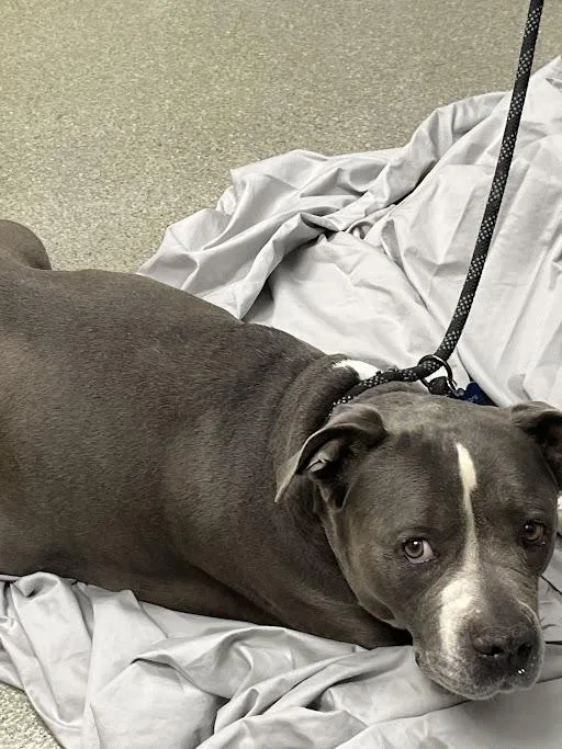 An adult extra large-sized female Pit Bull Terrier dog named Drizzle for adoption in Las Vegas, NV