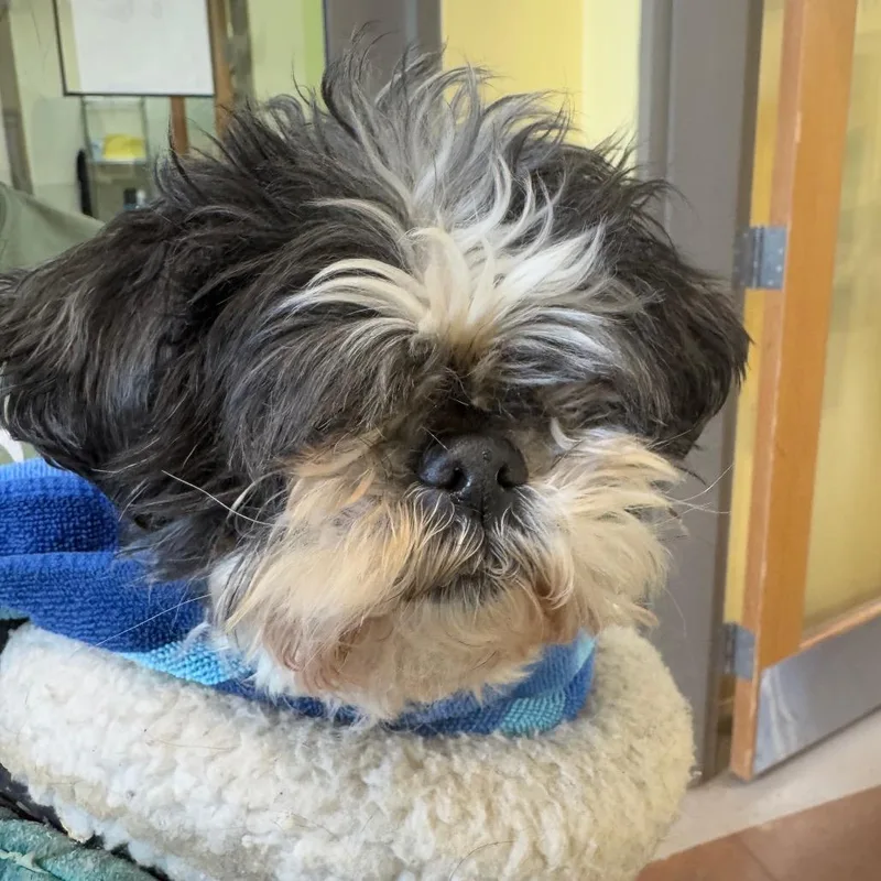 A senior small-sized female White / Cream Shih Tzu dog named Callie for adoption in Lynchburg, VA