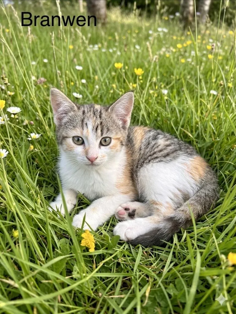 A baby medium-sized female Domestic Short Hair cat named Branwen for adoption in Heber City, UT