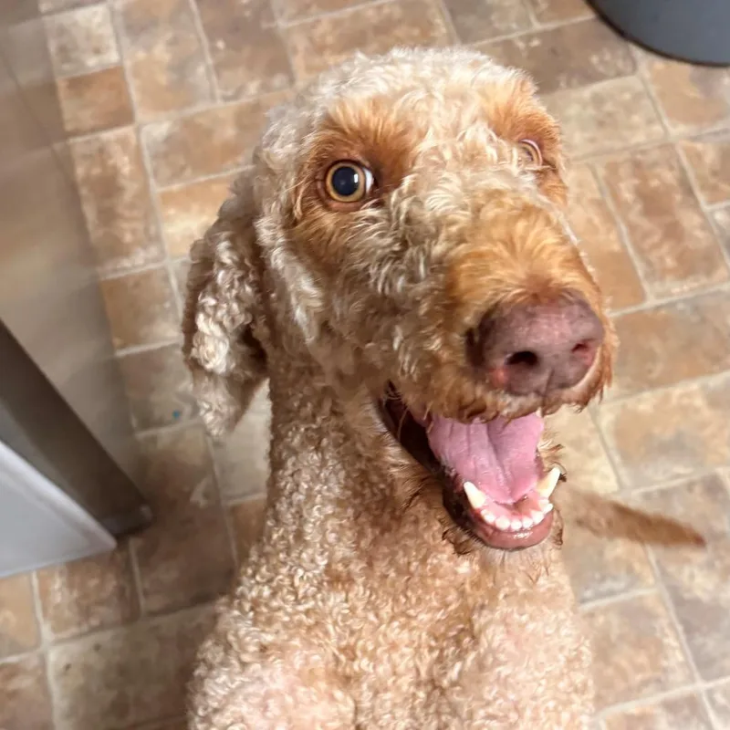 An adult medium-sized female Golden Standard Poodle dog named Jane for adoption in Freeport, FL