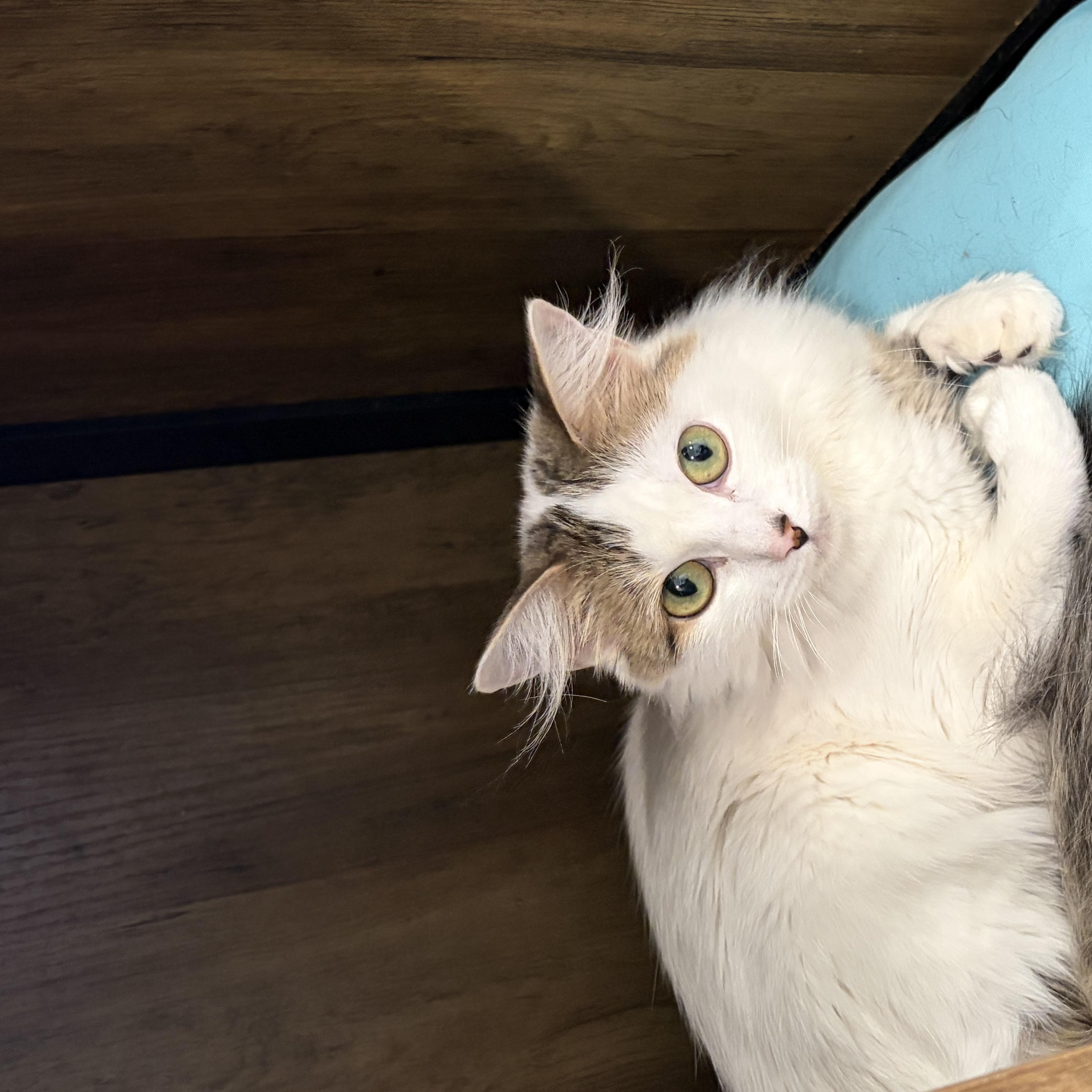 A young small-sized female Domestic Long Hair cat named Pearl for adoption in Henrietta, TX