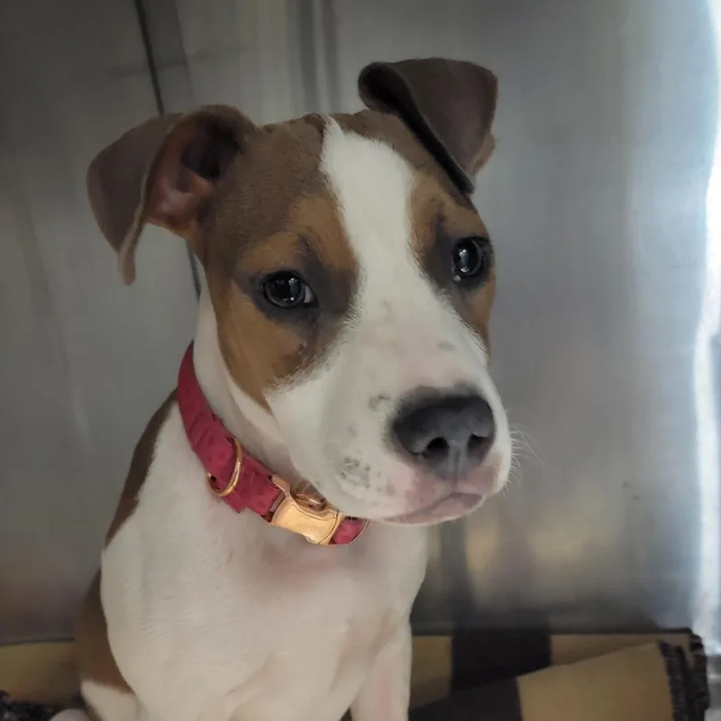 Coco