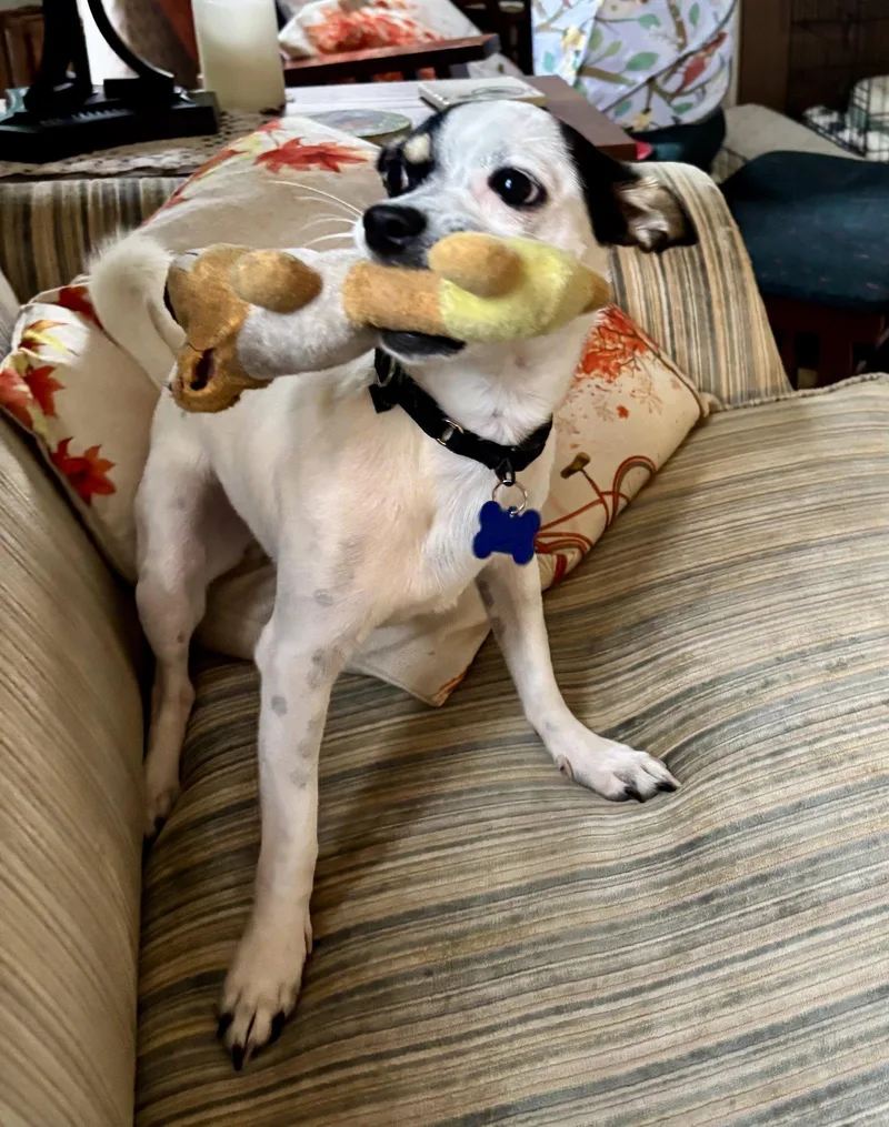 A young small-sized male Chihuahua dog named Alfie for adoption in Blackwood, NJ