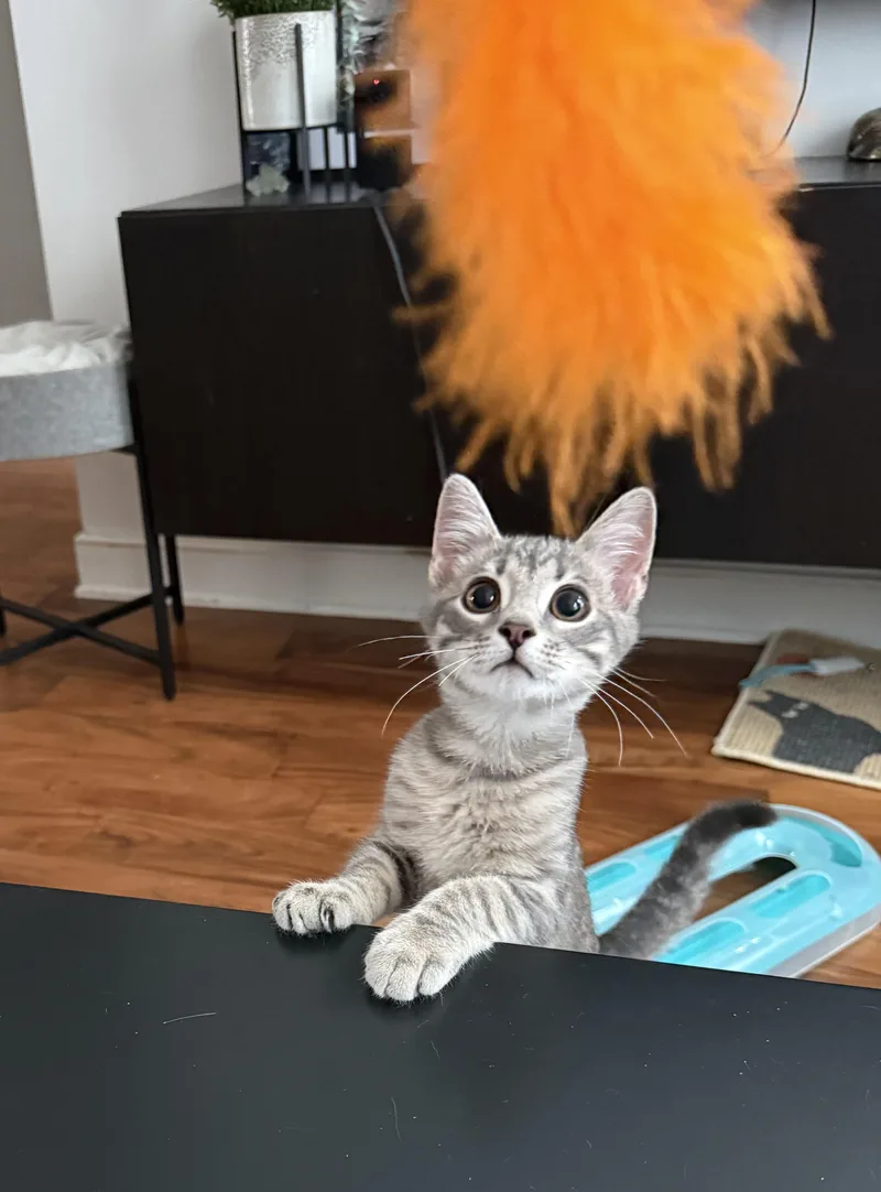 A young medium-sized male Gray / Blue / Silver American Shorthair cat named Choseph and Carlisle for adoption in Philadelphia, PA