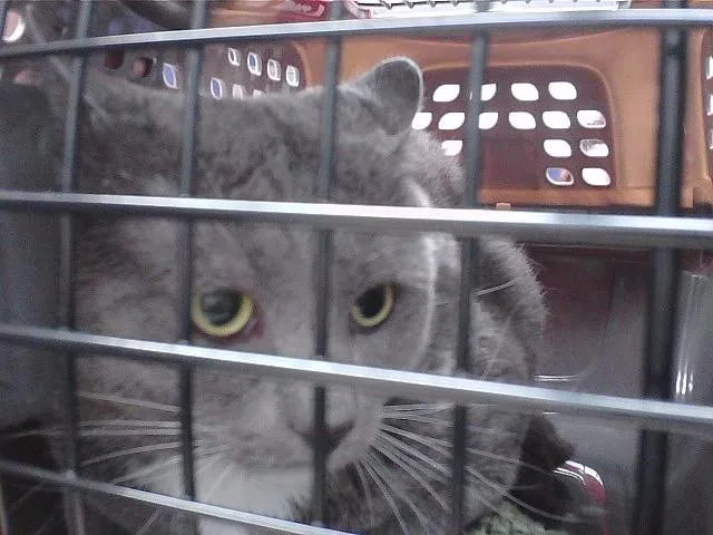 An adult medium-sized male Domestic Short Hair cat named Coco for adoption in Omaha, NE