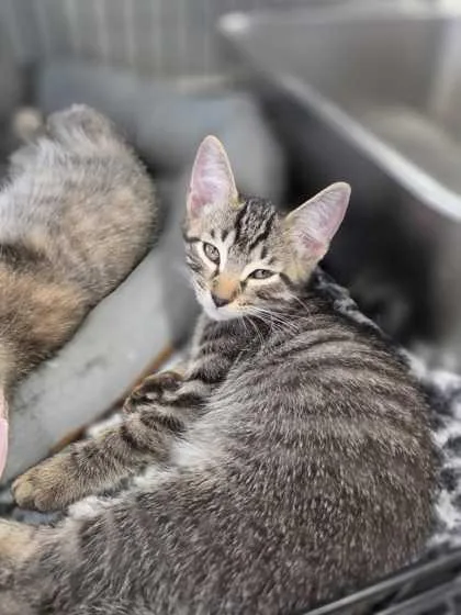 A young small-sized male Domestic Short Hair cat named Billy for adoption in Baton Rouge, LA
