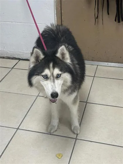 An adult medium-sized female Mixed Breed dog named Rumi for adoption in Largo, FL