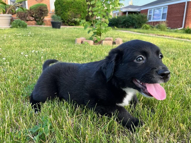 A baby medium-sized male Labrador Retriever dog named Black Bean for adoption in Hillside, IL