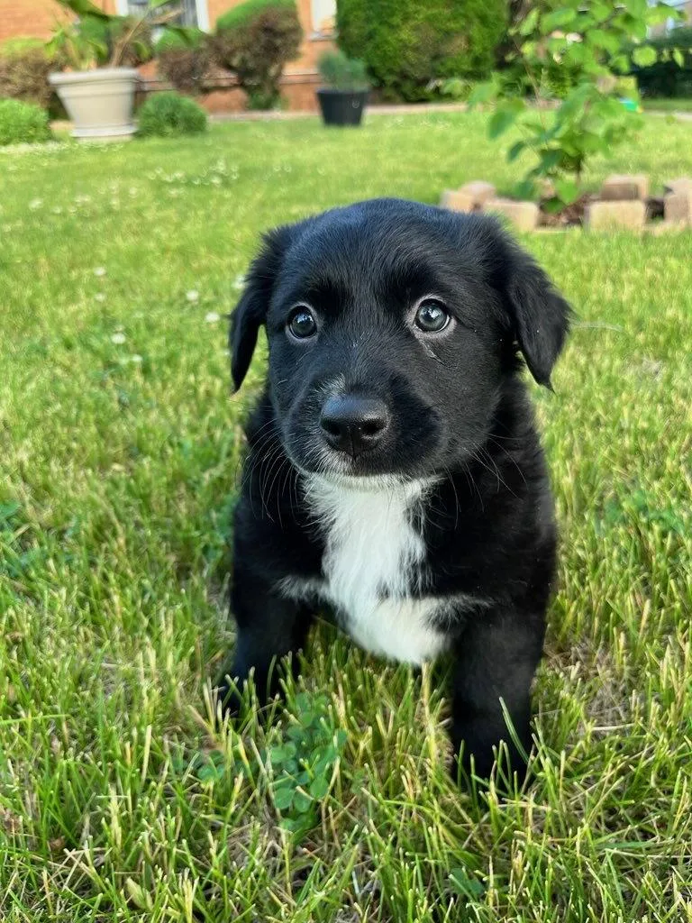Black Bean thumbnail 2