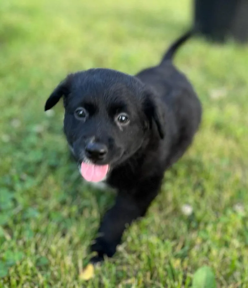 Black Bean thumbnail 3