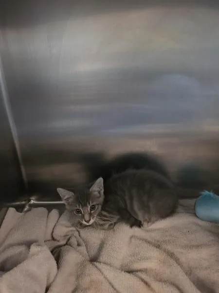 A baby small-sized female Domestic Short Hair cat named Rachel for adoption in Cleveland, TN