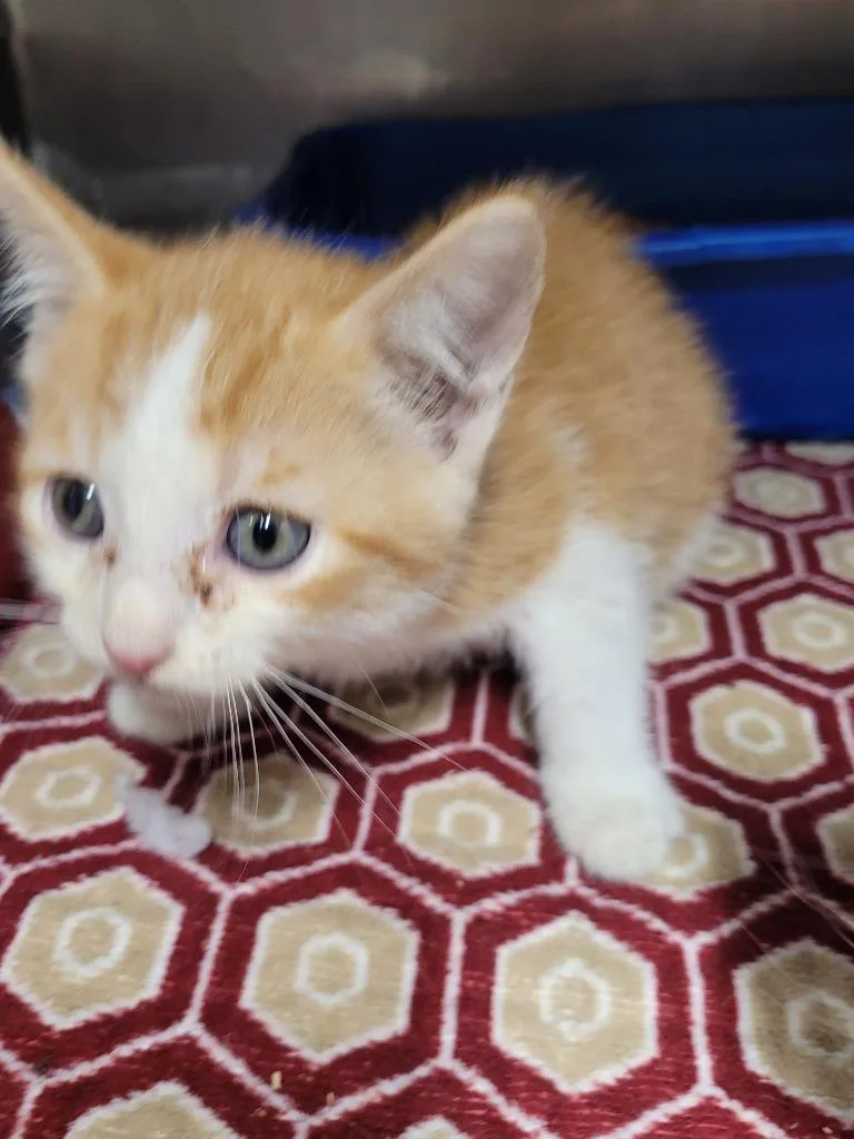 A baby small-sized male Domestic Short Hair cat named Cosmo for adoption in Hopkinsville, KY