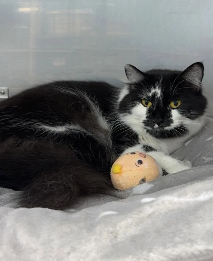 An adult medium-sized female Black & White / Tuxedo Domestic Long Hair cat named Jackie for adoption in Exeter, RI