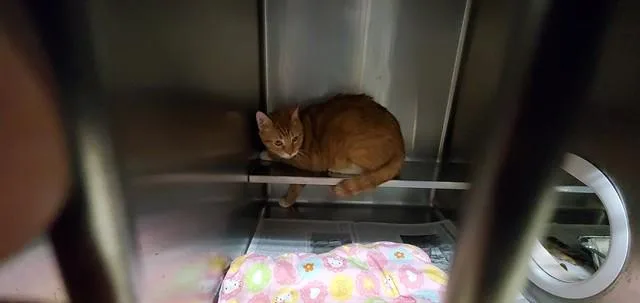 An adult large-sized male Domestic Short Hair cat named Leo for adoption in Aurora, IL