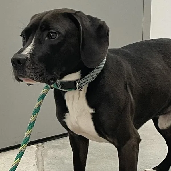An adult small-sized male Terrier dog named Todd for adoption in Des Moines, IA