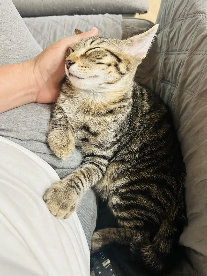 A young medium-sized male Tabby (Gray / Blue / Silver) Tabby cat named Tito for adoption in Mission Viejo, CA