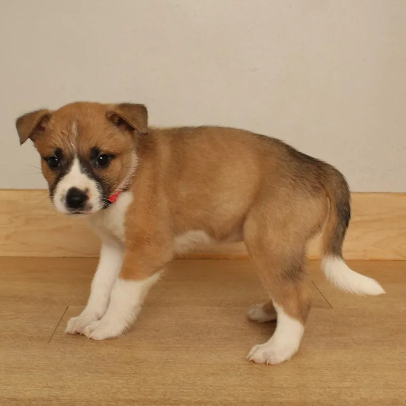 A baby medium-sized female Pit Bull Terrier dog named Candy D for adoption in Minnetonka, MN