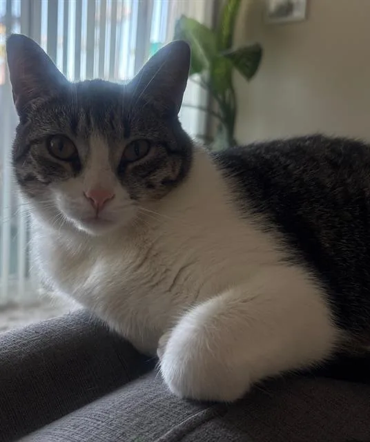 A young small-sized female Domestic Short Hair cat named Mochi for adoption in Camarillo, CA