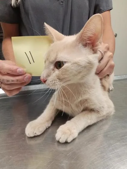 An adult small-sized female Domestic Short Hair cat named Stahl for adoption in Aberdeen, SD