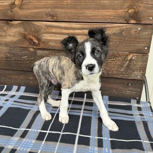 A baby small-sized male Brindle Collie dog named Sadler for adoption in Carencro, LA