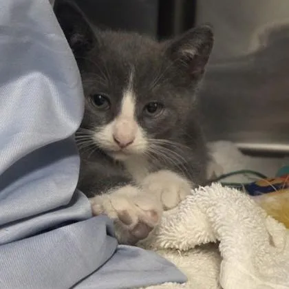 A baby small-sized male Domestic Short Hair cat named Harbor for adoption in Voorhees, NJ