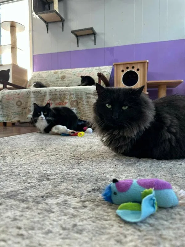 Bullseye thumbnail 2