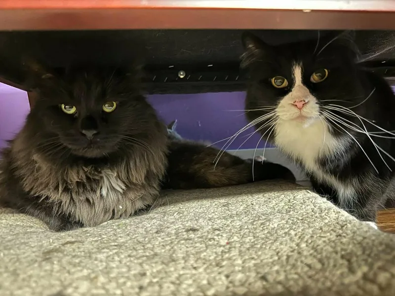 Bullseye thumbnail 5