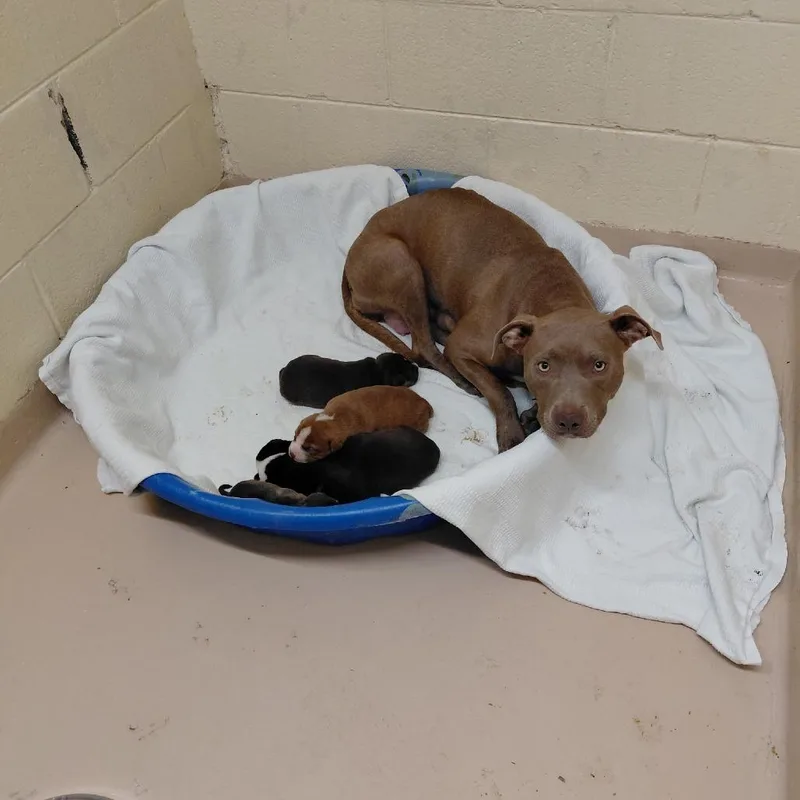 An adult medium-sized female Brown / Chocolate Mixed Breed dog named Alice for adoption in Lynchburg, VA