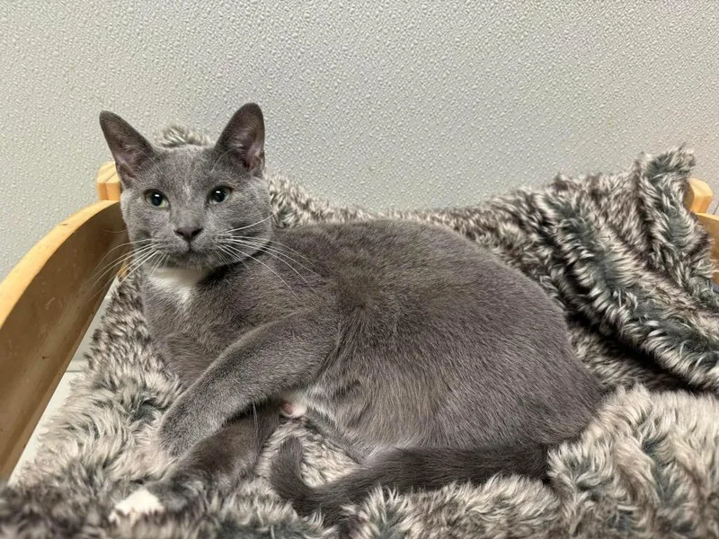 An adult medium-sized male Domestic Short Hair cat named Sonic for adoption in Dalton, GA