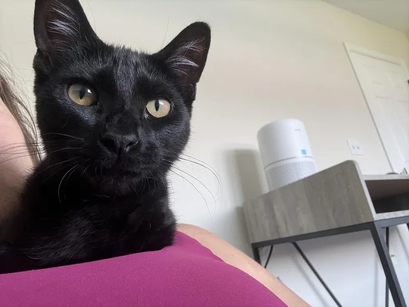 A baby medium-sized female Black Domestic Short Hair cat named Misty for adoption in Lafayette, CO