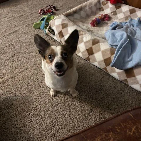 An adult small-sized male Jack Russell Terrier dog named Leroy for adoption in Rockville, MD