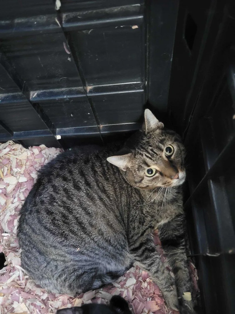 A young medium-sized male Tabby (Brown / Chocolate) Domestic Short Hair cat named James for adoption in Raleigh, NC