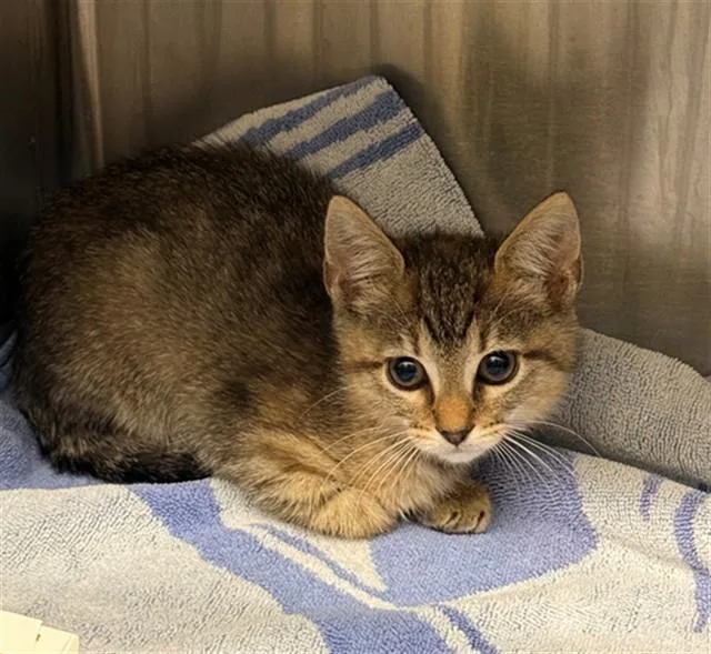 A baby small-sized female Domestic Short Hair cat named Coconut for adoption in Conroe, TX