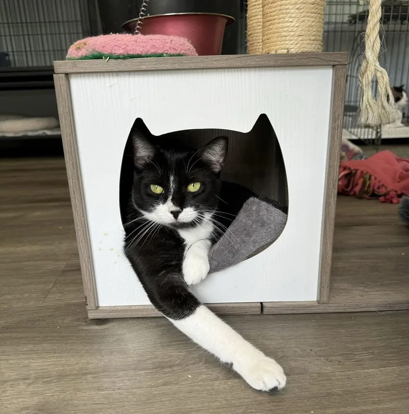 An adult medium-sized female Tuxedo cat named Karla for adoption in Naples, FL