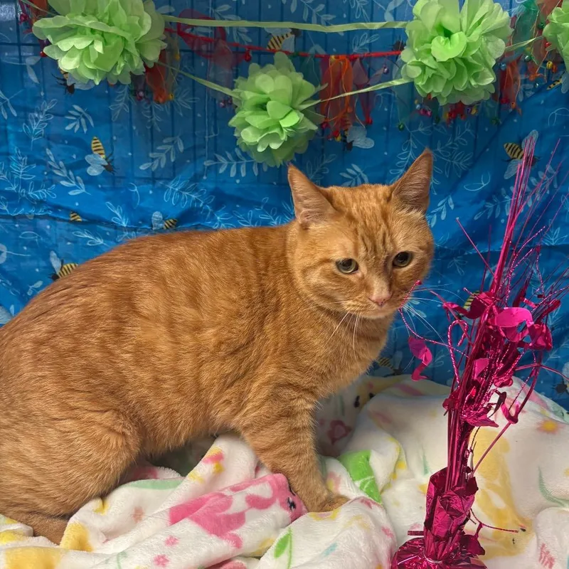 An adult large-sized male Orange / Red American Shorthair cat named Cinnamon for adoption in Greenfield, IN