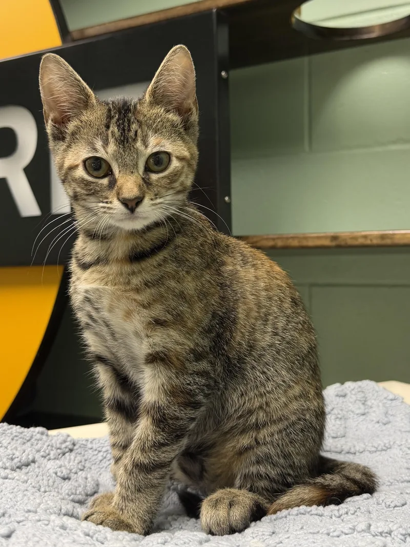 A baby medium-sized female Torbie Domestic Short Hair cat named Goldie Hawn for adoption in Jefferson, WI