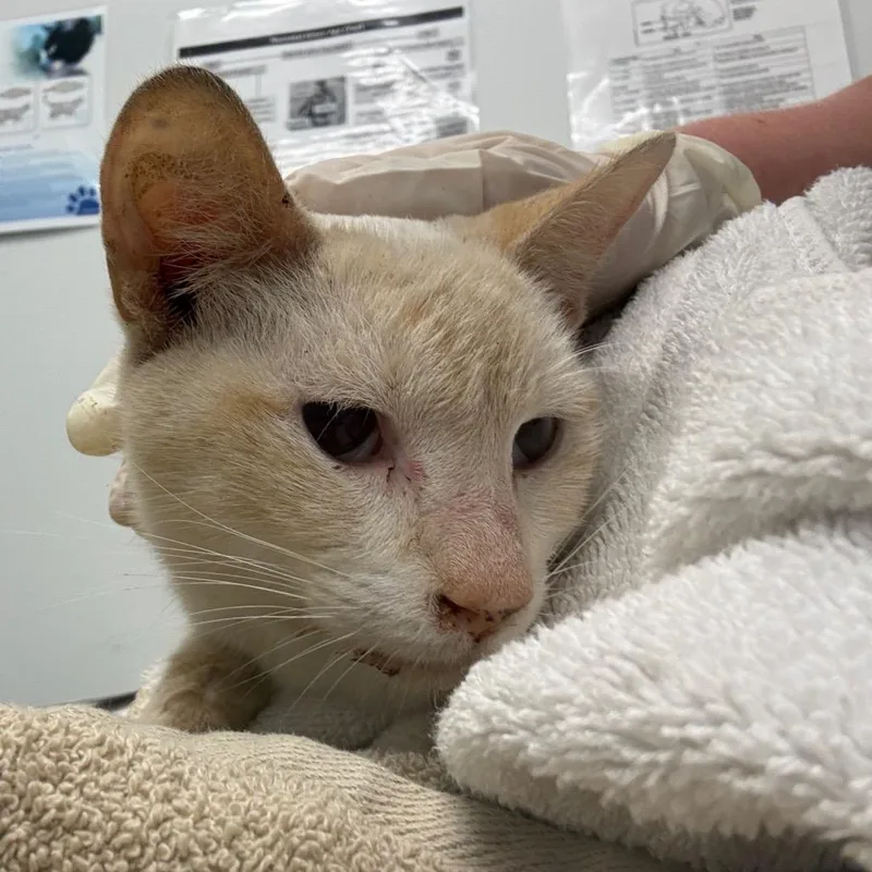 An adult medium-sized male White Domestic Short Hair cat named Miso for adoption in Jacksonville, FL
