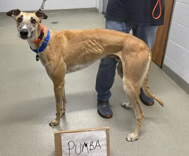 An adult large-sized male Greyhound dog named Pumbaa for adoption in Tarpon Springs, FL