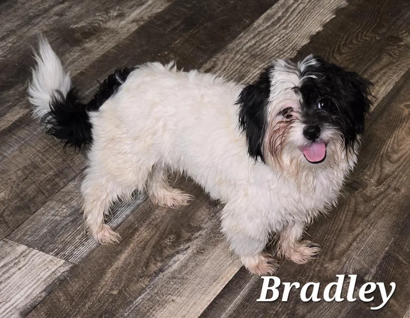 A baby small-sized male Harlequin Shih Tzu dog named Bradley for adoption in Edinburg, TX