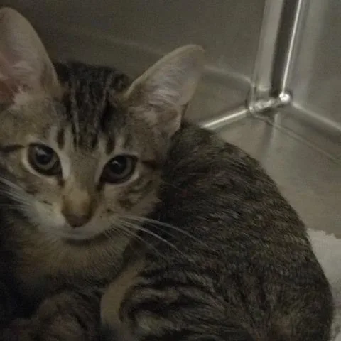 A baby small-sized female Gray / Blue / Silver Domestic Short Hair cat named Salad for adoption in West Palm Beach, FL