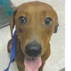An adult medium-sized female Brown / Chocolate Redbone Coonhound dog named Robyn for adoption in West Palm Beach, FL