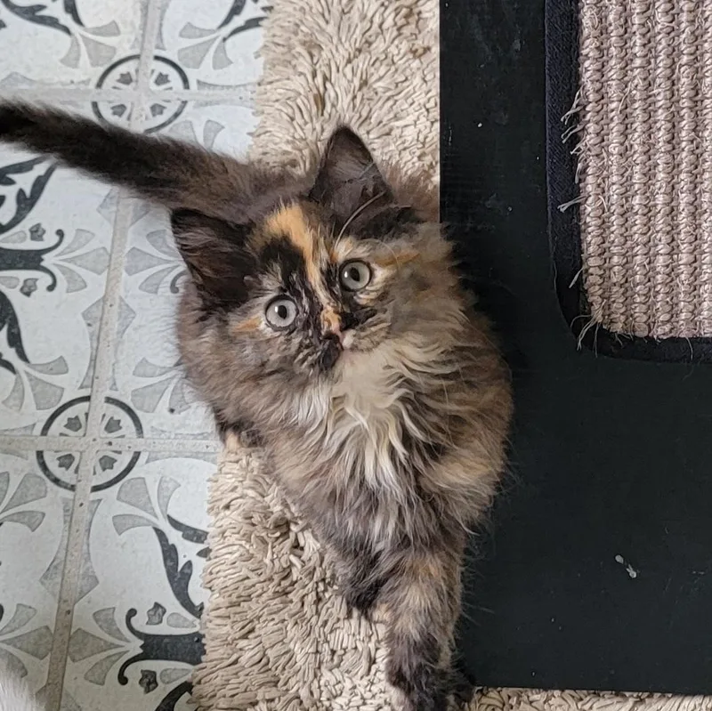 A baby medium-sized female Tortoiseshell Domestic Long Hair cat named Gypsi Rose for adoption in Wyandotte, MI