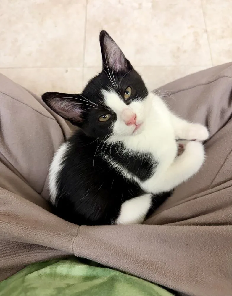 A baby small-sized male Black & White / Tuxedo Domestic Short Hair cat named Peep for adoption in Chicago, IL