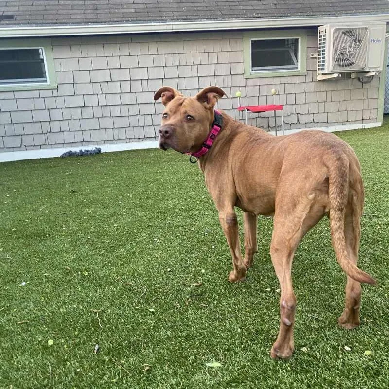 An adult large-sized female Mixed Breed dog named Daphne for adoption in New Bedford, MA