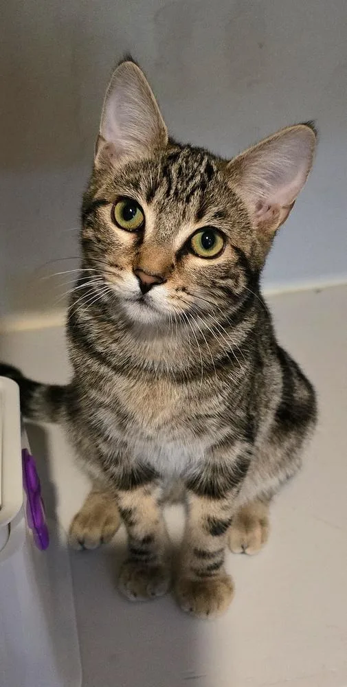 A baby medium-sized female Brown / Chocolate Domestic Short Hair cat named Felicity for adoption in Vancouver, WA